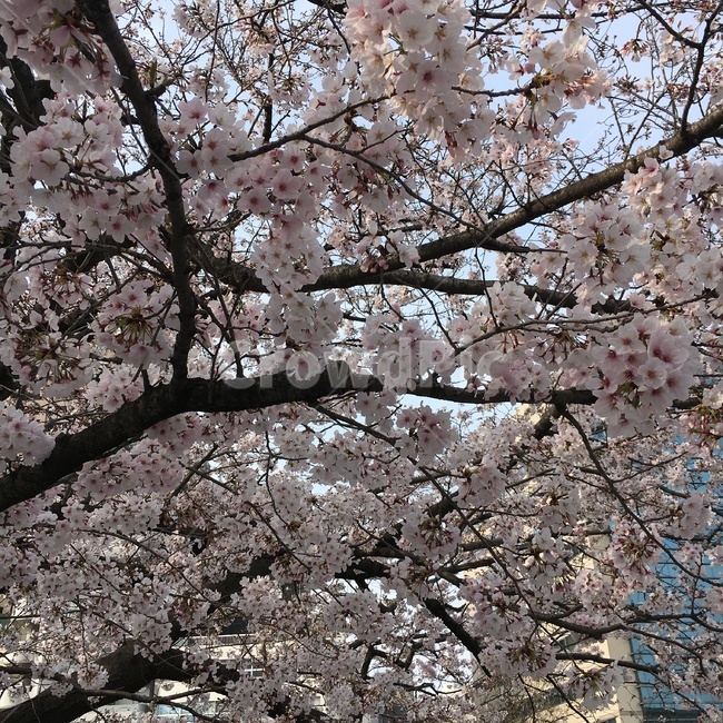 벚꽃,사쿠라,일본,벚나무,봄,봄,계절,spring,season,plant,식물,flower,꽃,blossom,cherry blossom