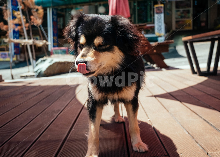 강아지,반려견,혓바닥,귀여운,메롱,바둑이,동물,animal,포유류,mammal,개,강아지,dog,doggy