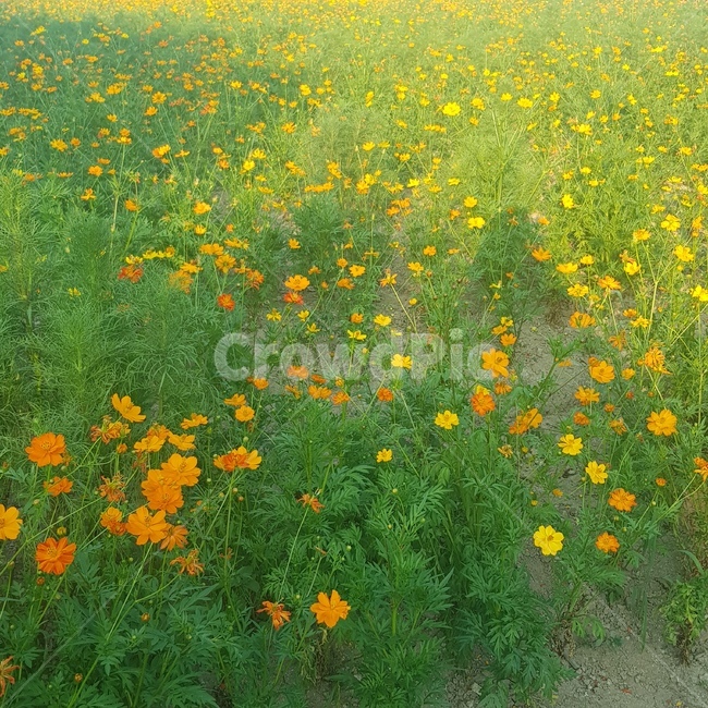 풀꽃,들꽃,노란꽃,주황색꽃,풀밭,태화강