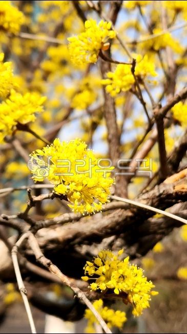 spring flowers,Cornus officinalis,yellow flower,flower