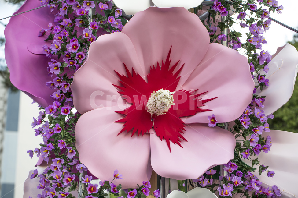 꽃,식물,무궁화,무궁화꽃,분홍색,한국,국화,조화,식물,자연,plants,nature,꽃,flower