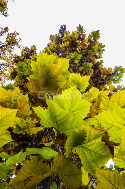 단풍,단풍나무,낙엽,foliage,가을단풍,autumnleaves,가을,계절,fall,autumn,season,plant,식물,leaf,잎,tree,나무