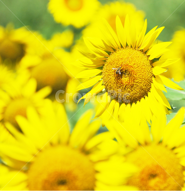 해바라기,여름,아름다움,국화과,꿀벌,식물,자연,plants,nature,꽃,flower