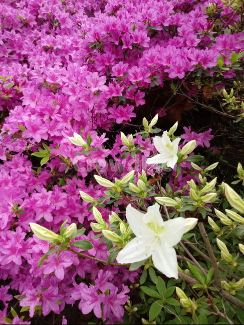 철쭉,smilerosebay,진달래과,식물,봄꽃,개꽃나무,springseasonflower,척촉화,낙엽관목,관상용
