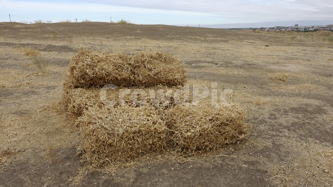 건초,여물,grass,마른풀,yellow,brown,자연