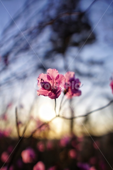 진달래,flower,꽃,geranium,제라늄,식물,plant,petal