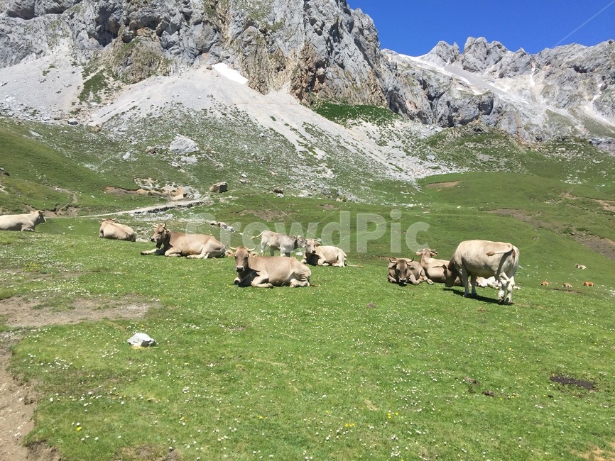 자연,스페인,풍경,휴가,봄,유럽,nature,spain,landscape,holiday,europe,cattle,가축,mammal,포유류,animal,동물,cow,소,목초지,grassland,field,들,산,mountain,동물,animal,포유류,mammal,목축업,목장,livestock farming,ranching,pasture