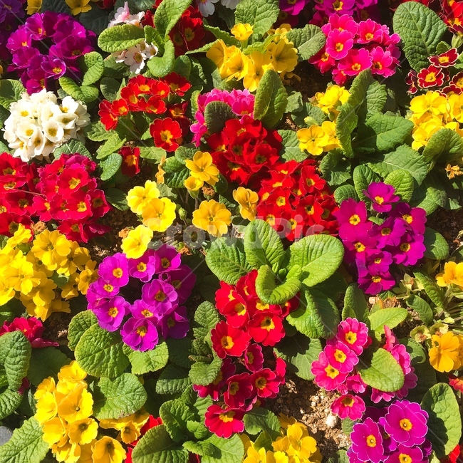 꽃,팬지,식물,봄,봄식물,봄꽃,flower,plant,spring