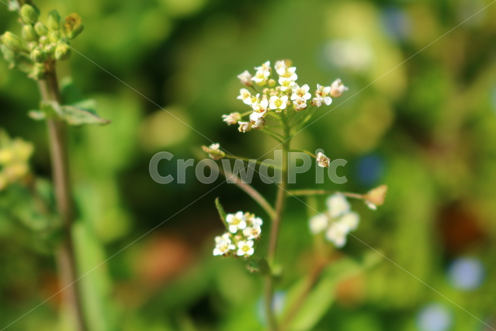 꽃다지,꽃,야생화,계란,봄,식물,자연,plants,nature,꽃,flower