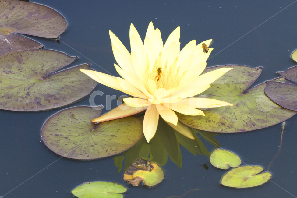 plant,식물,flower,꽃,백합,lily,blossom,연꽃,호수,공원,park,yellow,nature,자연,식물,자연,plants,nature,꽃,flower