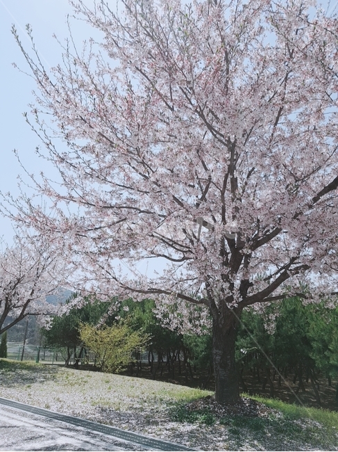 벚꽃나무,봄,나른한오후,벚꽃,날씨