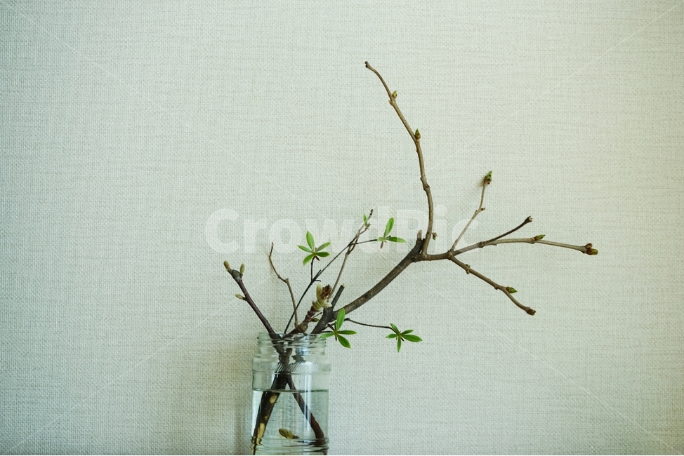 철죽,라일락,새잎,새순,봄꽃,식물,자연,plants,nature,실내용화초,화분,화초,house plant