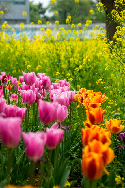 튤립,봄,꽃,분홍,스냅,자연,식물,식물,자연,plants,nature,꽃,flower