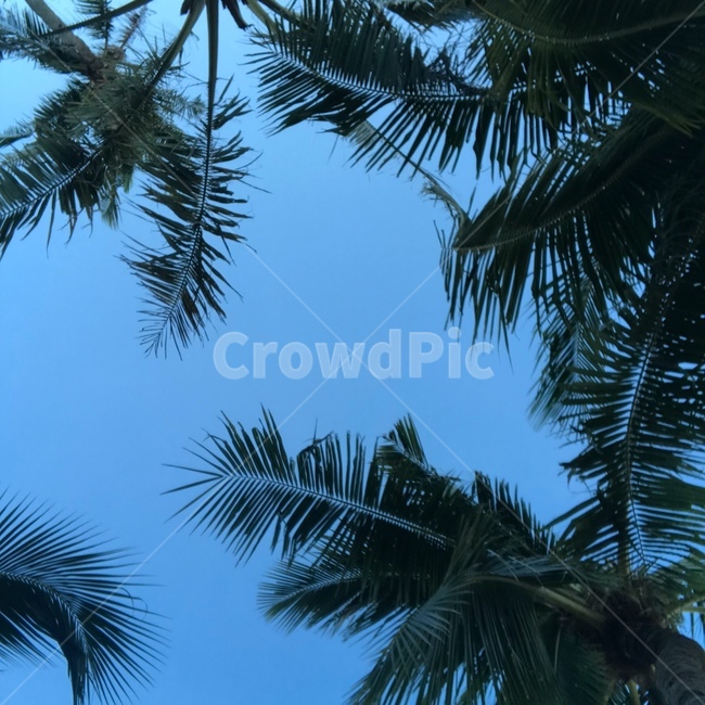 하늘,야자수,식물,tree,palmtree,arecaceae,휴양지,세부,세부하늘