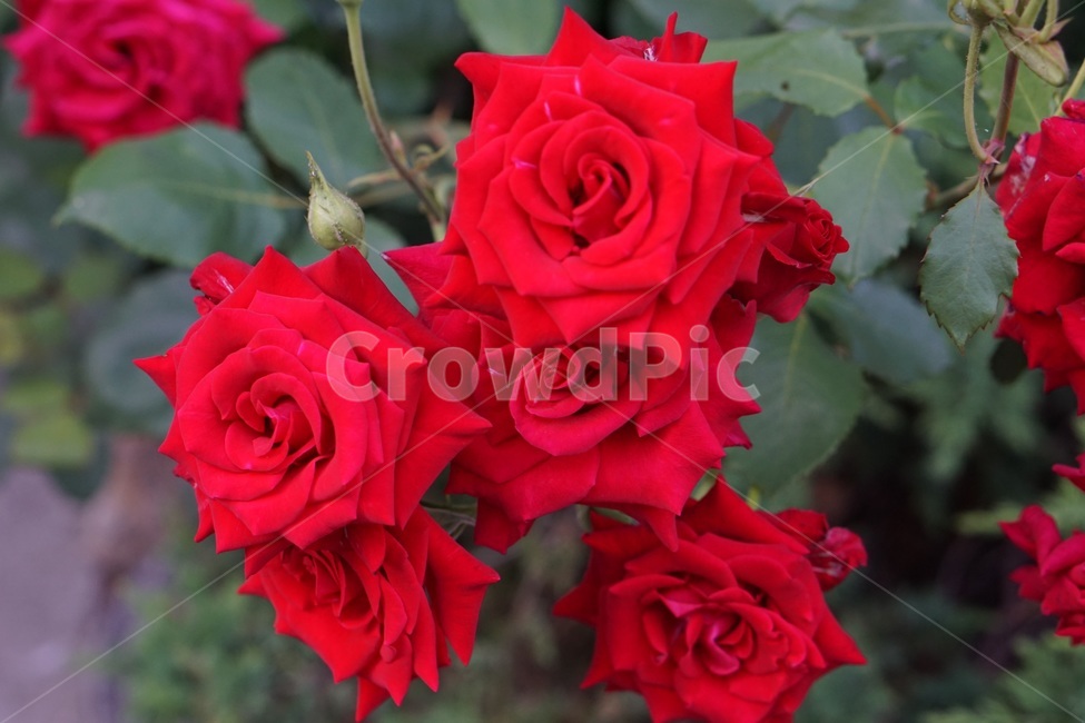 장미,꽃,생화,rose,꽃송이