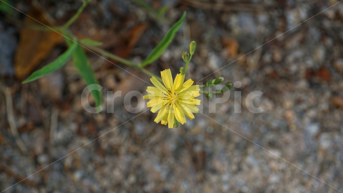 씀바귀,꽃,플라워,식물,자연,flower,nature,꽃사진,plants,풍경,landscape,접사,macro,봄,spring,계절,season,감성,힐링,healing,스냅,snap,식물,자연,plants,nature,꽃,flower