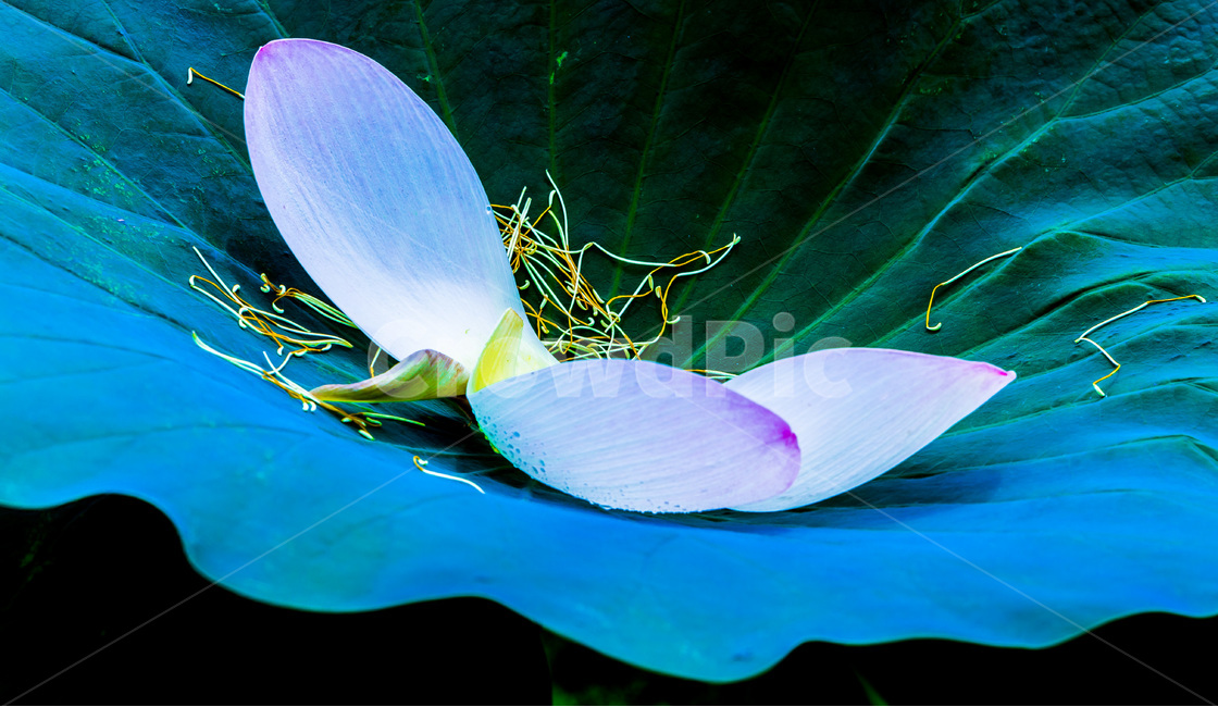 연잎,꽃잎,낙화,문양,꽃술,무늬,식물,자연,plants,nature,꽃,flower