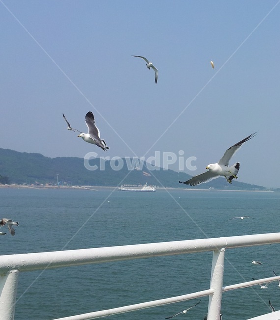 자연,nature,새,bird,갈매기,날개,flying,하늘,sky,파란하늘,bule,바다,푸른바다,sea,배,산,갈매기날다,과자,서해바다,무의도,비상,난간,유람선,서해풍경,바다경치,경치,풍경,평온