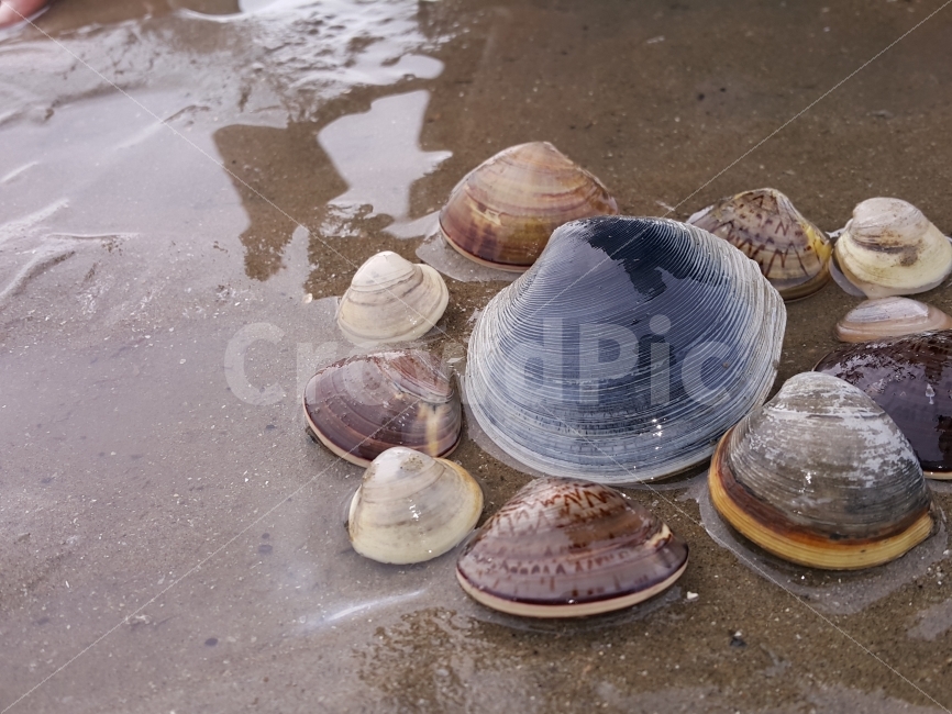 조개,갯벌,바지락,모래,싱싱함,해변,바다,beach,sea