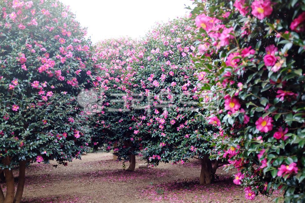 동백,동백꽃,식물,겨울,애기동백,plant,분홍색,제주,제주도
