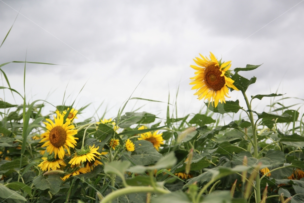 대저생태공원,해바라기,먹구름,꽃,자연,여름,계절,summer,season,식물,자연,plants,nature,꽃,flower,plant,blossom,sunflower