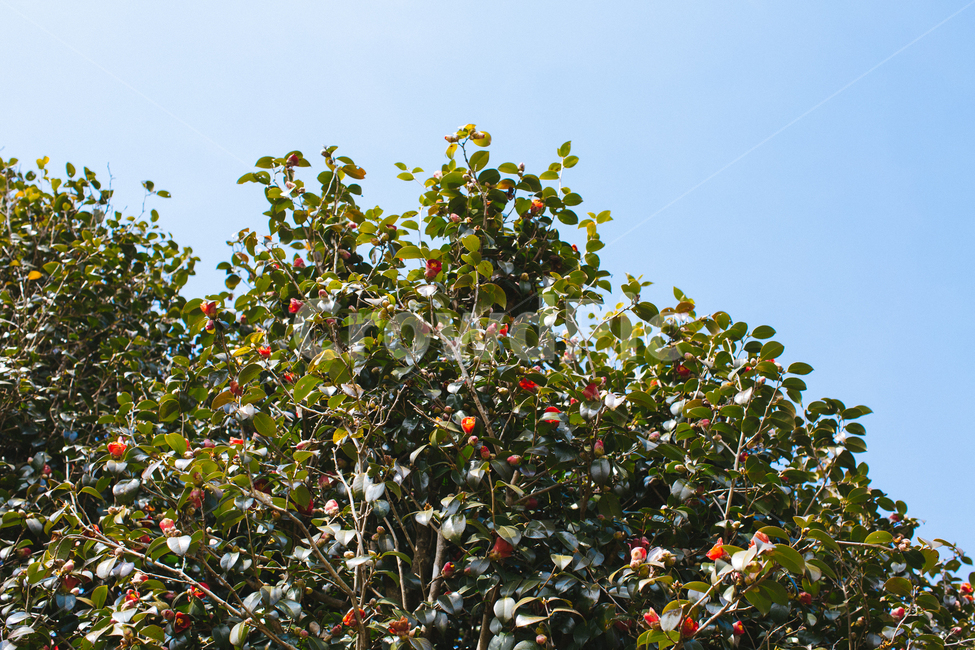 봄,동백,꽃,나무,식물,자연,풍경,빨간색,자연,풍경,nature,landscape,plant,fruit,과일,food,음식