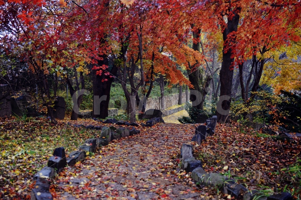 가을,계절,단풍,나무,자연,풍경,낙엽,낙엽길,autumnal,season,autumncolors,tree,nature,landscape,scenery,scene,view,fallenleaves,deadleaves,자연,풍경,nature,landscape,가을,계절,fall,autumn,season,plant,식물,leaf,잎,maple