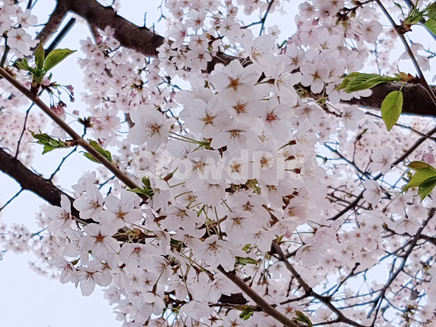 벚꽃,봄,꽃,식물,cherryblossoms,예쁜꽃,꽃배경,봄,계절,spring,season,식물,자연,plants,nature,꽃,flower,나무,trees,wood,plant,blossom,cherry blossom