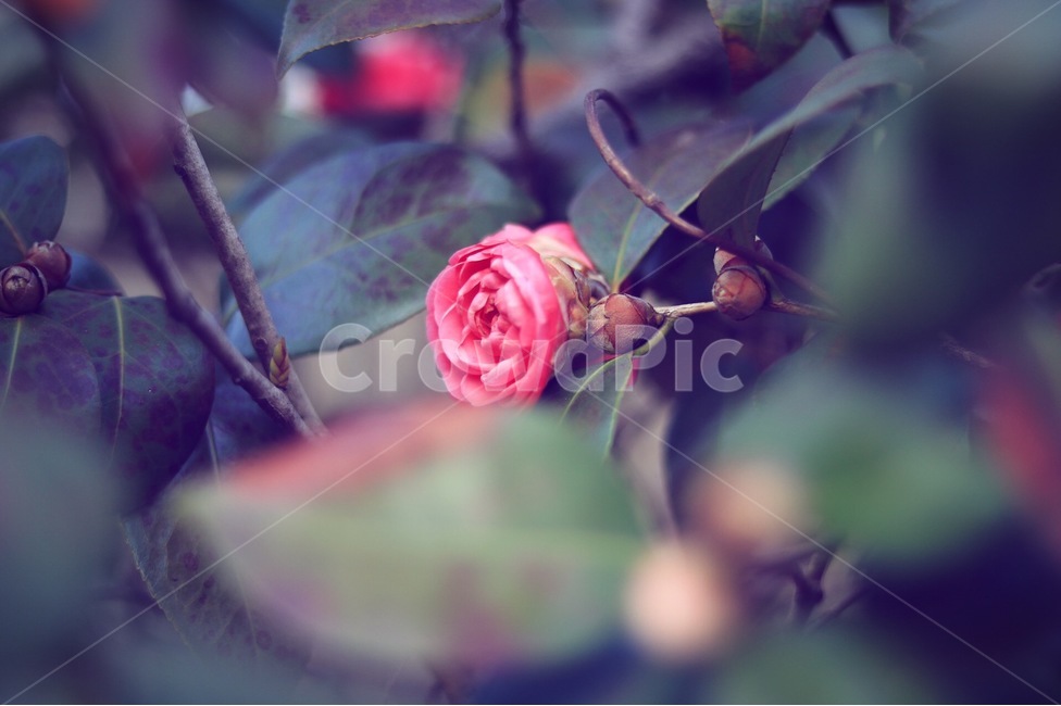 꽃,동백꽃,봄,홍일점,동백,봄,계절,spring,season,식물,자연,plants,nature,꽃,flower,plant,blossom,sprout,새싹,bud,싹