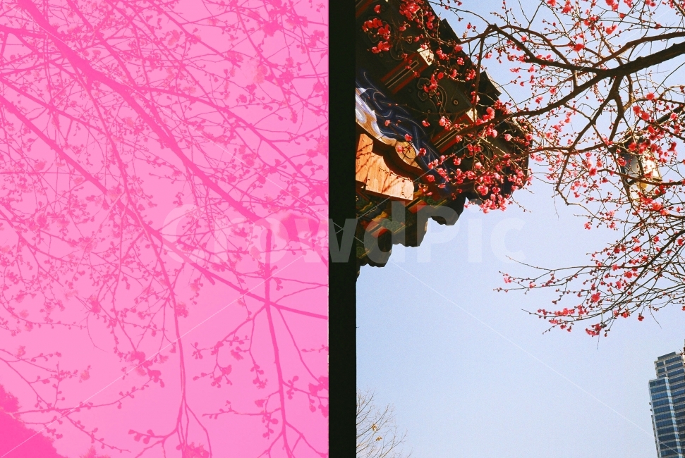 봄,홍매화,꽃,봄꽃,필름카메라,하프카메라,한국전통,한국문화,korean traditional,korean culture,식물,자연,plants,nature,꽃,flower,건축물,건물외관,exterior,building,structure,architecture,construction,연출,컨셉,콘셉,direction,concept