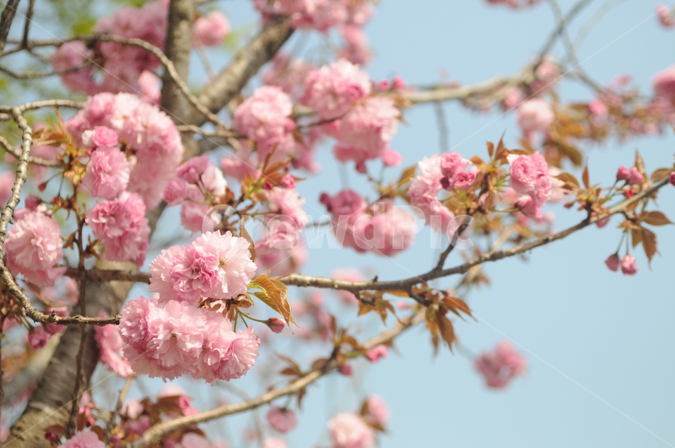 꽃,flower,봄,spring,풍경,겹벚꽃