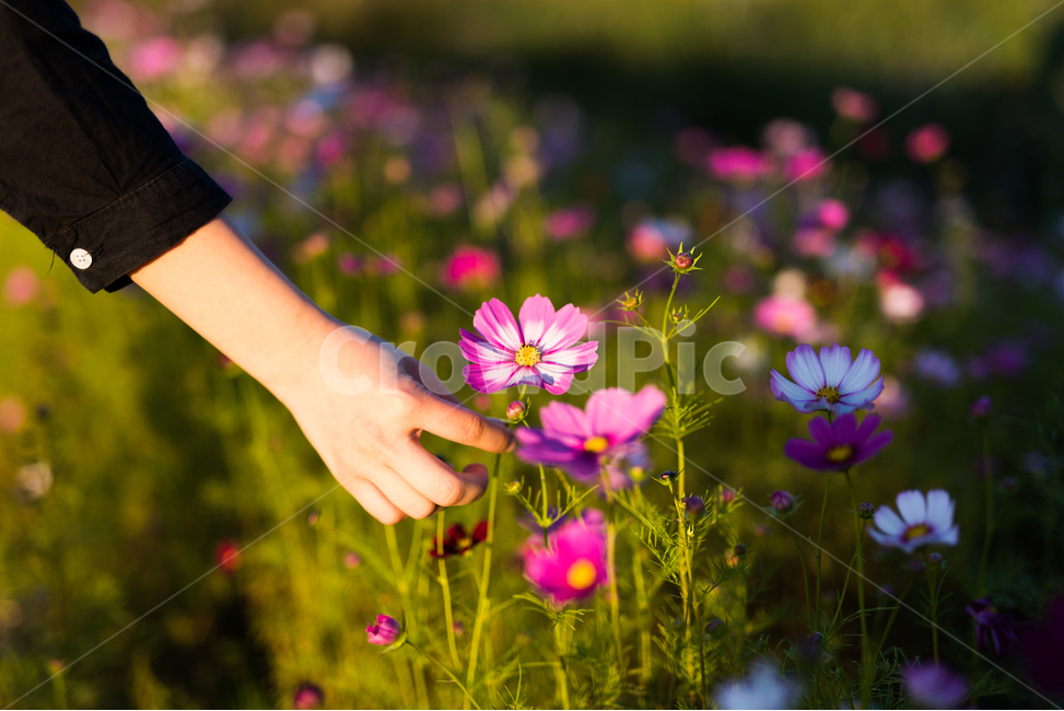 사람,손,코스모스,가을꽃,plant,식물,자주색,가을,FLOWER,FINGER,손가락,꽃,가을,계절,fall,autumn,season