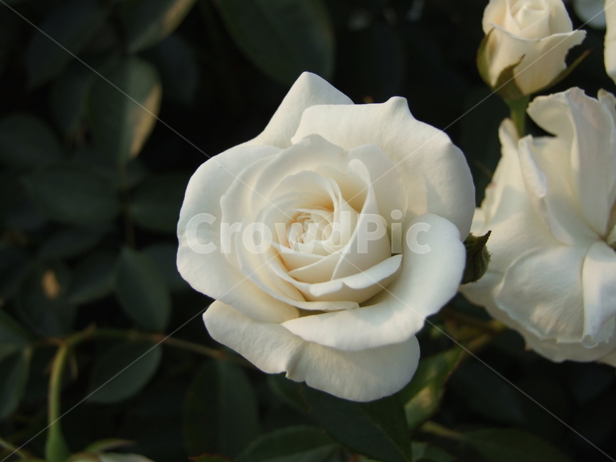 장미,백장미,장미꽃,꽃,rose,만개,개화,블로섬,꽃밭,꽃잎