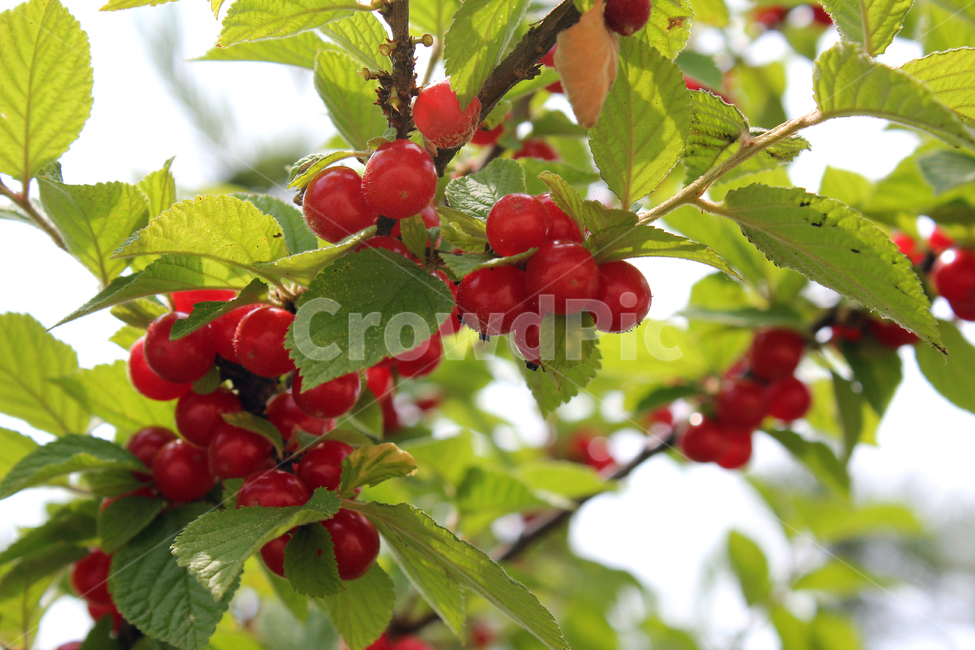 앵두,빨강,열매,과일,잎,앵두나무,berry,branch,cherry,food,fresh,fruit,green,korea,koreacherry,leaf,leaves,natural,plant,red,ripe,tree,vitamin,나뭇가지,신선한,나무,레드,빨간색,한국,자연,식물,자연,plants,nature,과일,열매,fruit