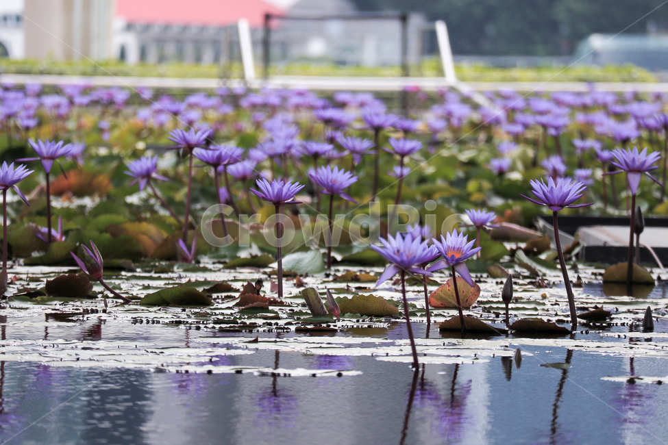 연꽃,꽃,flower,lotus,식물,plant,보라색꽃,보라꽃,blossom,식물,자연,plants,nature,꽃,flower