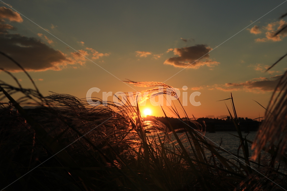 석양,갈대,억새,sunset,reed,가을,계절,fall,autumn,season,nature,자연,outdoors,옥외,sky,하늘,dusk,황혼,일몰,dawn,새벽,red sky,붉은 하늘,flare,플레어,light,빛