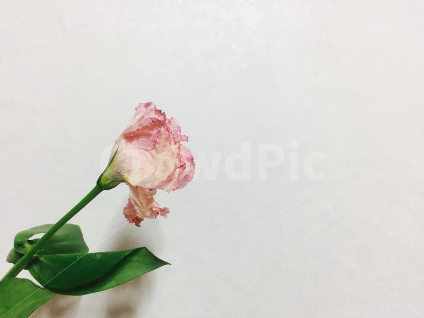 꽃,시든꽃,분홍색,꽃한송이,배경,식물,자연,plants,nature,꽃,flower