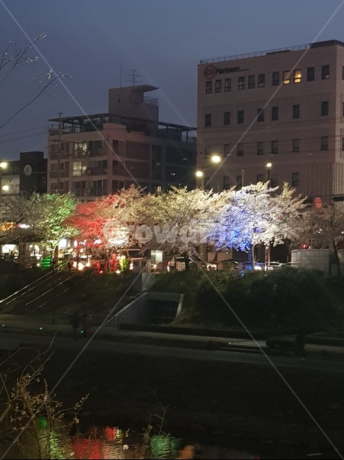 드라이브,벛꽂,산책로,야경,조용함