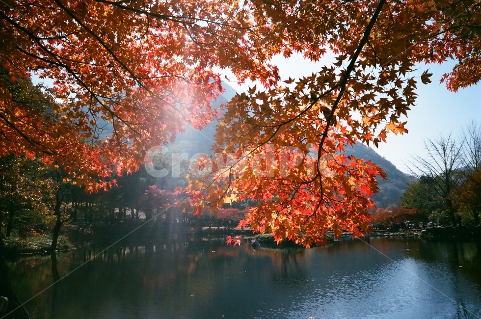 가을,단풍,가을풍경,은행,가을빛,가을,계절,fall,autumn,season,자연,풍경,nature,landscape,leaf,잎,plant,식물,tree,나무,maple