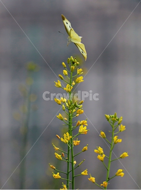 나비,유채꽃,바람,자연,자유,식물,자연,plants,nature,꽃,flower,동물,animal,곤충,벌레,insect,bug