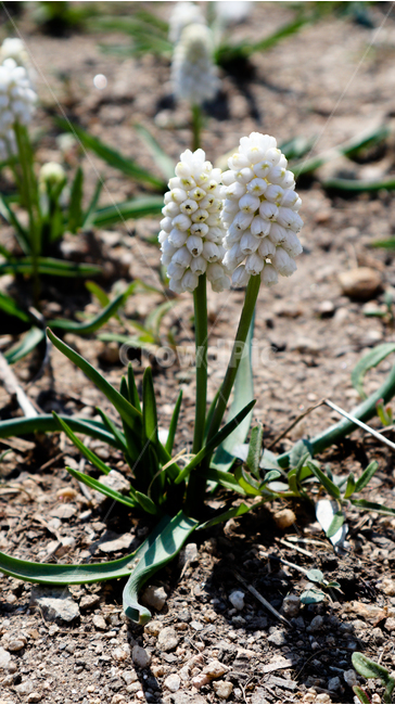 무스카리,무스카리꽃,한국,공원,흰색,하얀색,white,grapehyacinth,muscariarmeniacum,식물,자연,봄,봄꽃,flower,whiteflower