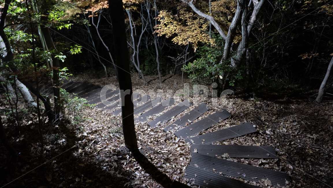 plant,식물,tree,나무,등산로,hikingtrail,trail,trekking,고근산,자연,풍경,nature,landscape