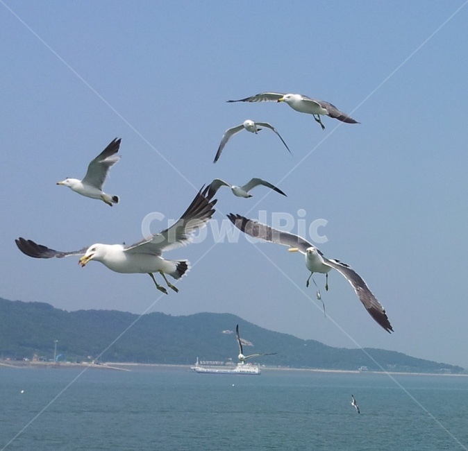갈매기,날개,새,bird,갈매기떼,비상,갈매기날다,flying,과자,하늘,파란하늘,sky,배,바다,sea,바다풍경,서해바다경치,푸른바다,blue,자연,nature,서해바다,무의도,산,유람선,동물,animal,조류,새,birds