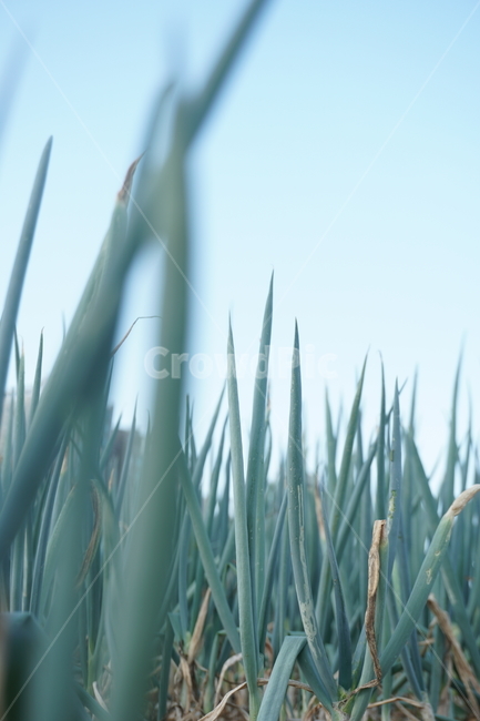 파,잔디,자연,green,greenonion,farm,농장,초록,대파,식물,자연,plants,nature