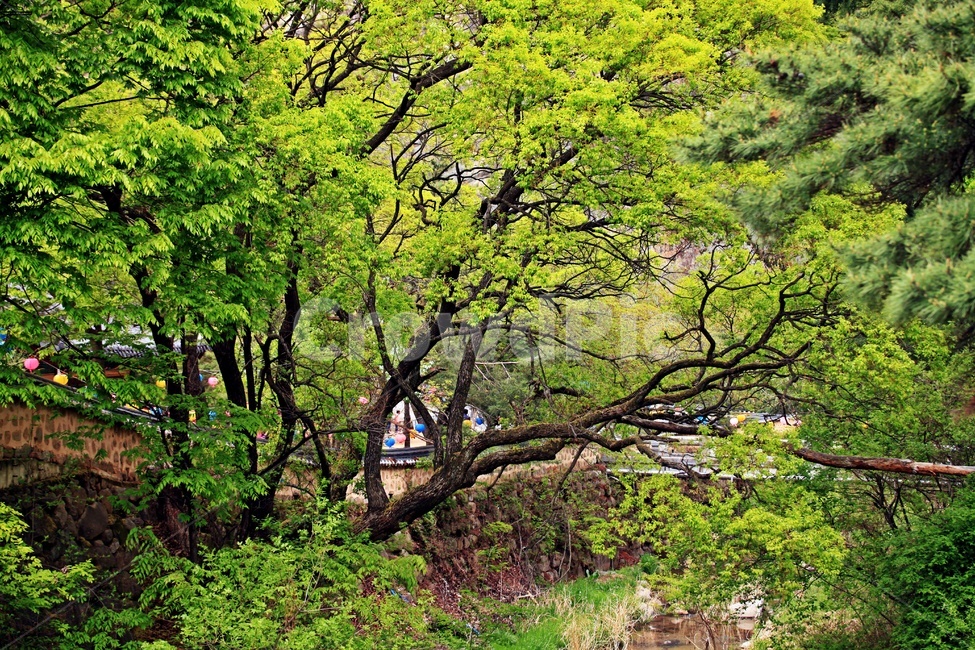 식물,유적지,절,나무,물,자연,풍경,nature,landscape,식물,plants,나무,trees,wood
