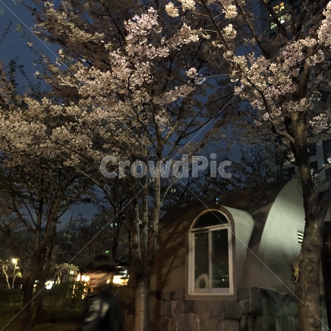 벚꽃,밤,풍경,봄풍경,밤벚꽃,하늘