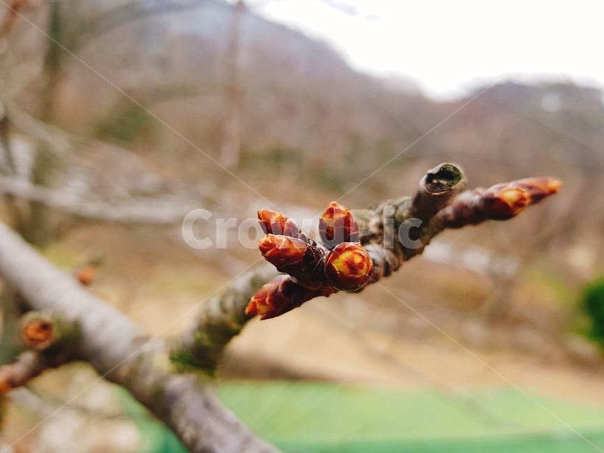 Cherry blossom season,spring,spring flowers,Cherry Blossom,flower buds,leaf bud,Before flowering