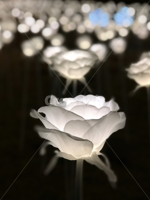 장미,led장미,led,빛,꽃,아웃포커싱,초점,백장미,하얀색,어두움,밀집,꽃들,야경,밤,풍경,nightscape,night,landscape,꽃,flower,rose,plant,식물,blossom