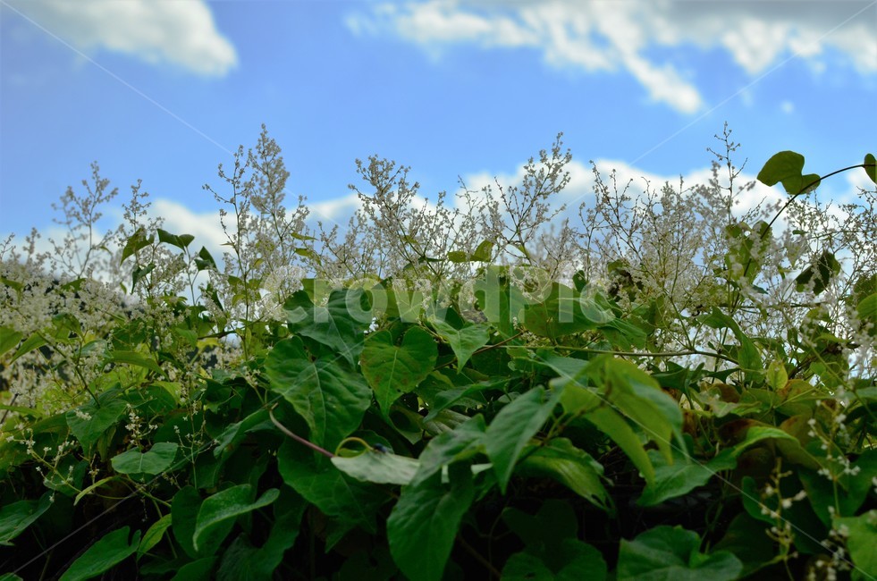 적하수오,하수오,마디풀과,덩굴식물,약용식물,밀원식물,식물,자연,plants,nature
