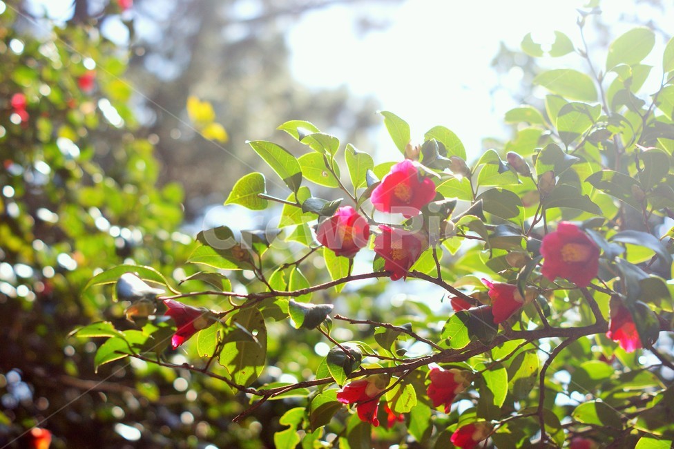봄,동백꽃,동백,동백나무,꽃잎,햇살,자연,식물,자연,plants,nature,꽃,flower